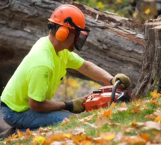 tree services East Palestine